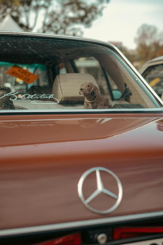 a mercedes with a dog sitting in the back seat