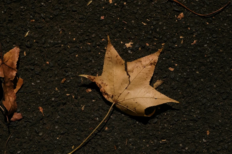 the leaf has fallen on the asphalt