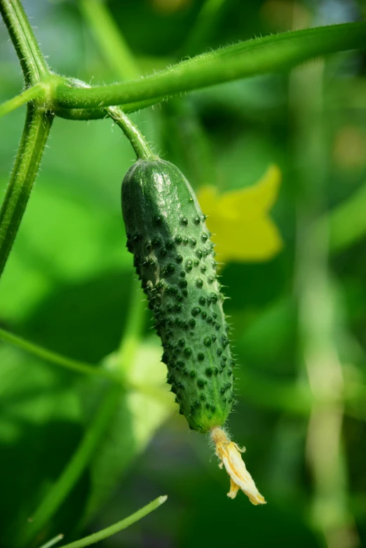 green caterpillars that are on the side of a stem