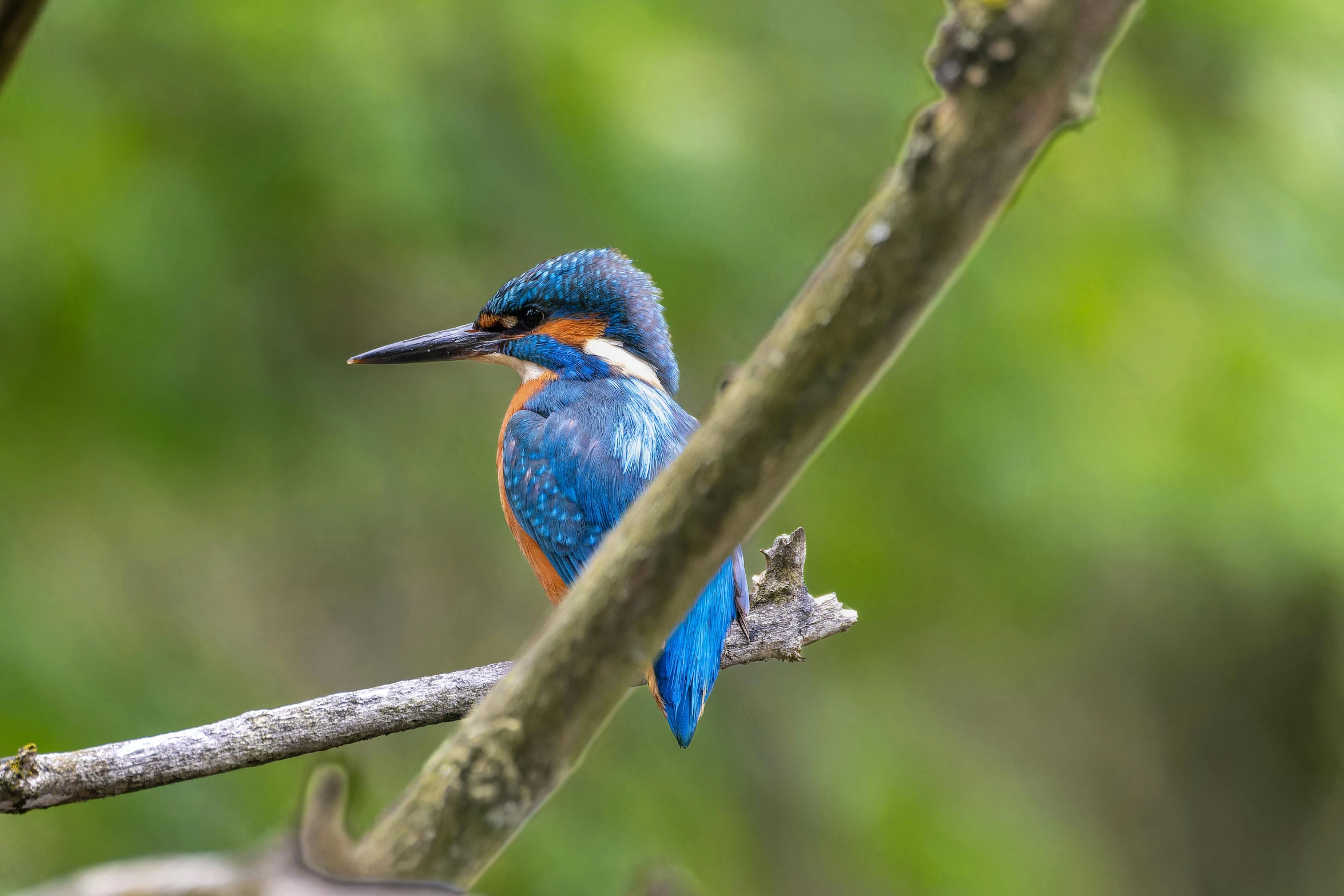 a blue bird is sitting on a nch