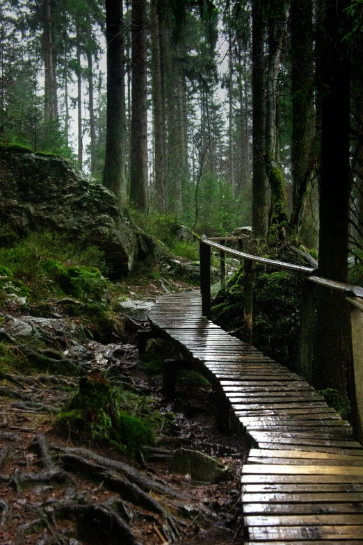 a trail crossing a wooden plank bridge in the woods