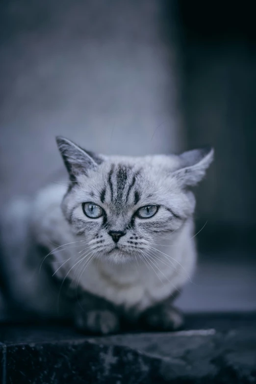 the cat is sitting on the ground with very intense eyes