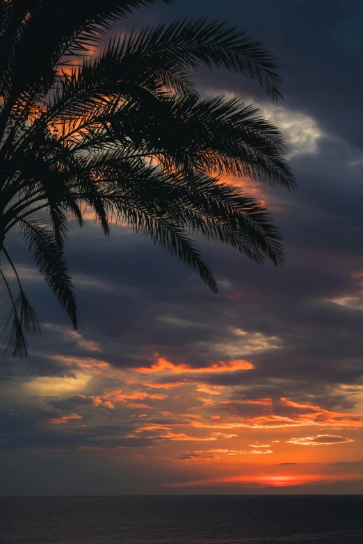 the sun is setting behind a palm tree