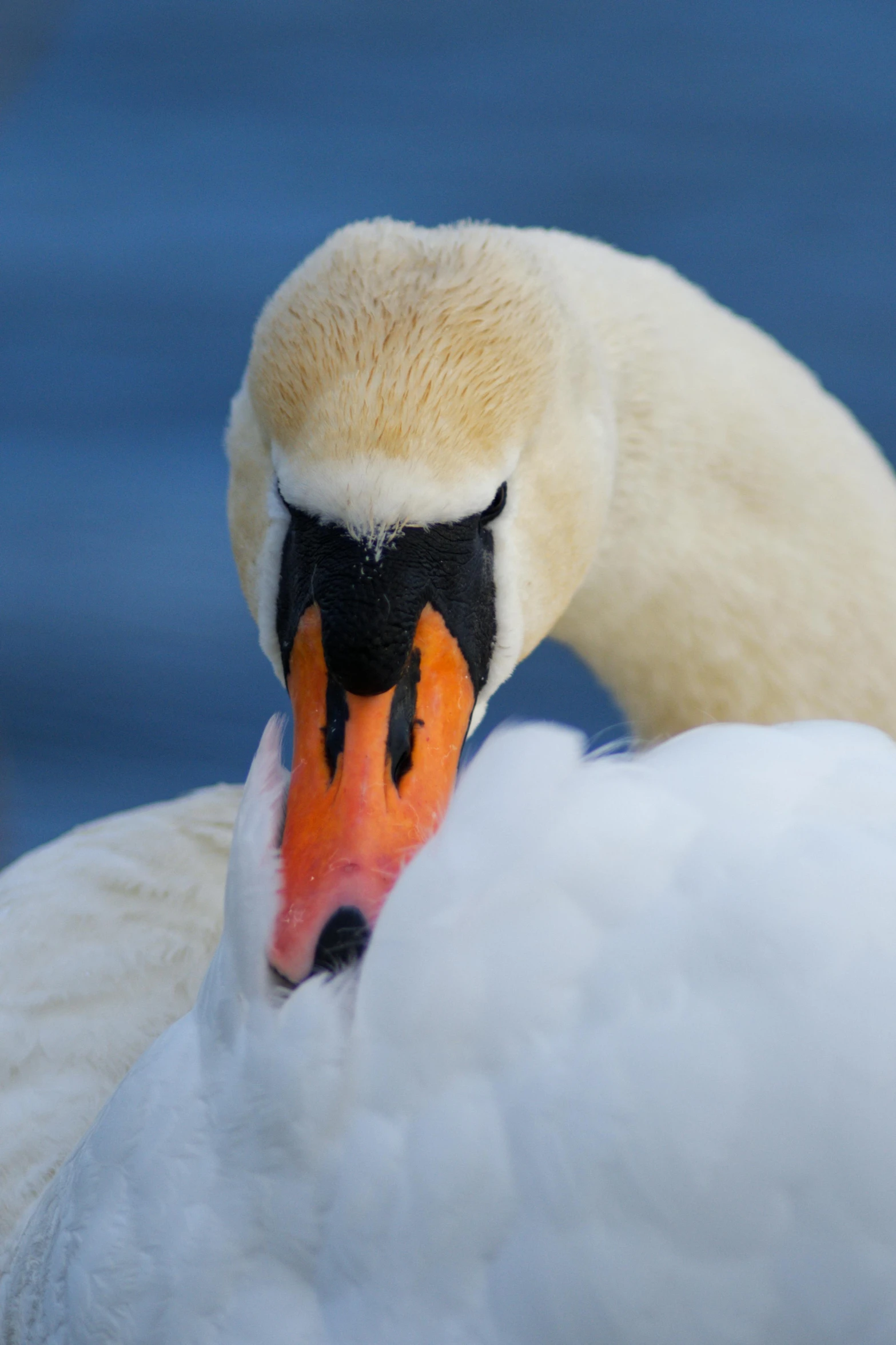 a close - up view of a swan with an orange beak