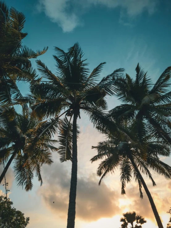 the sun is behind some palm trees and people are walking