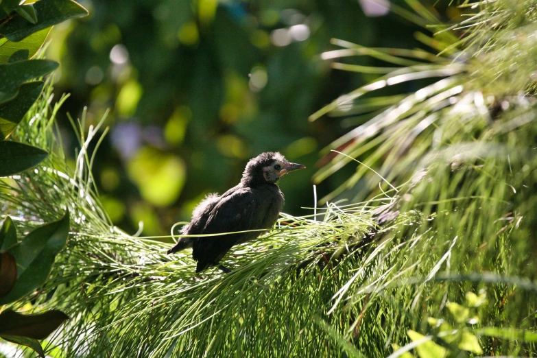 this is a bird sitting on a tree limb