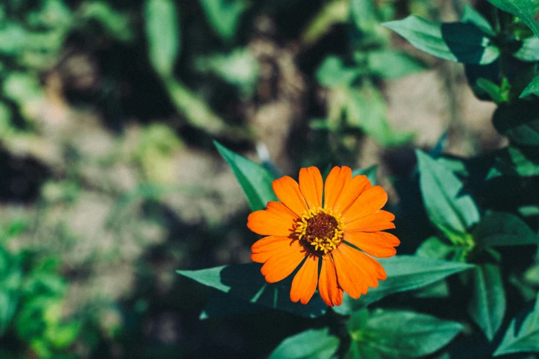 an orange flower grows in the middle of a green bush