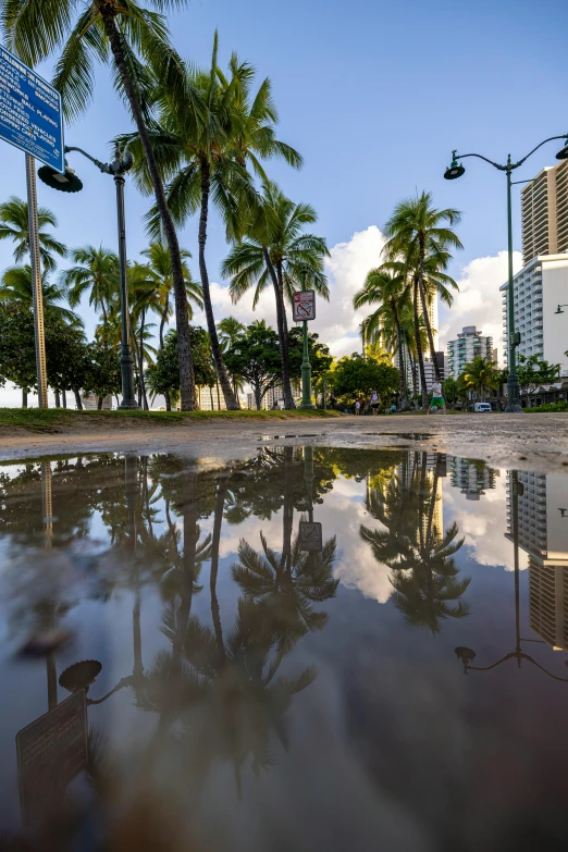 street signs and palm trees reflect on wet street