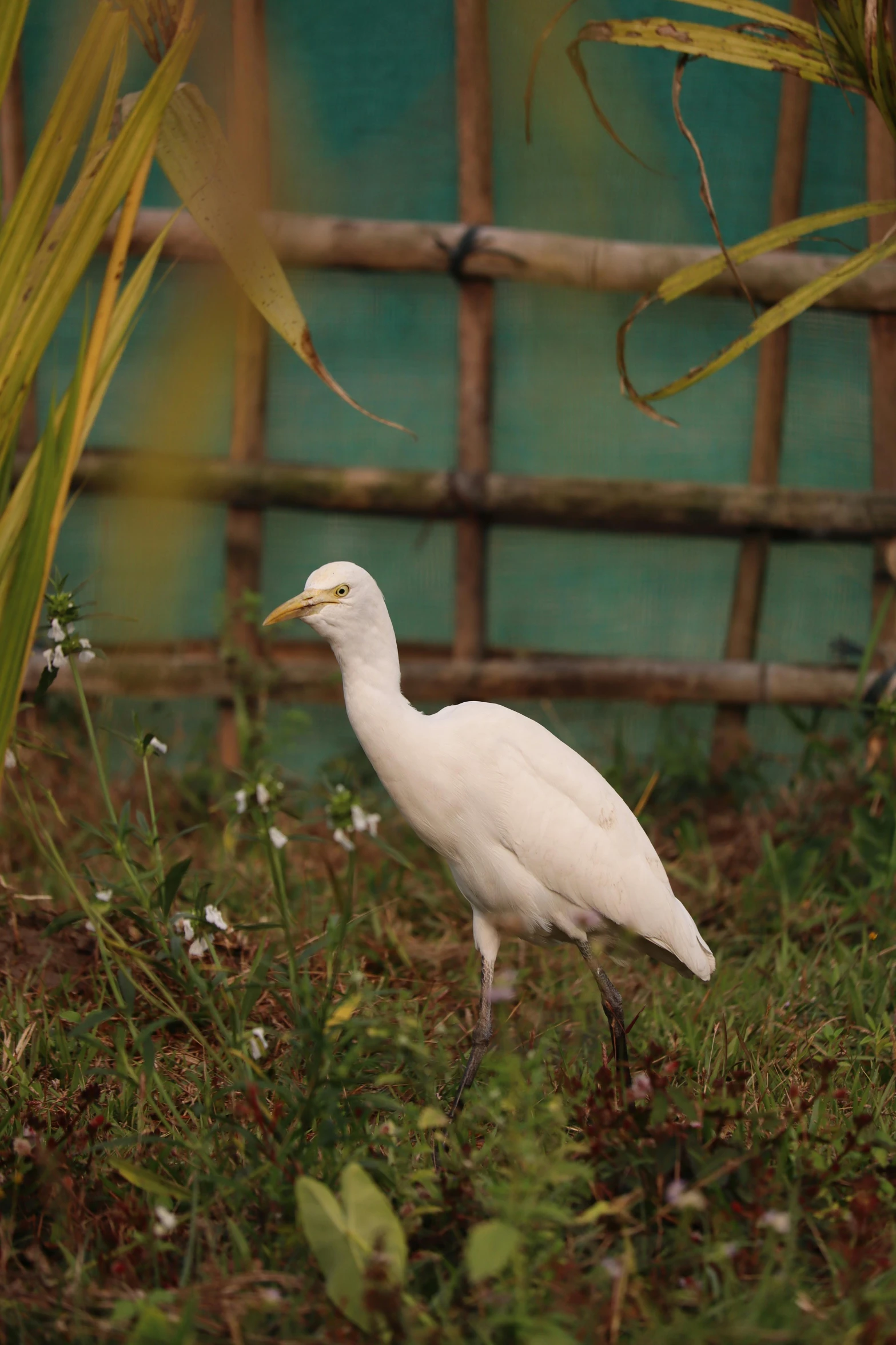 a white bird with a long neck standing in the grass