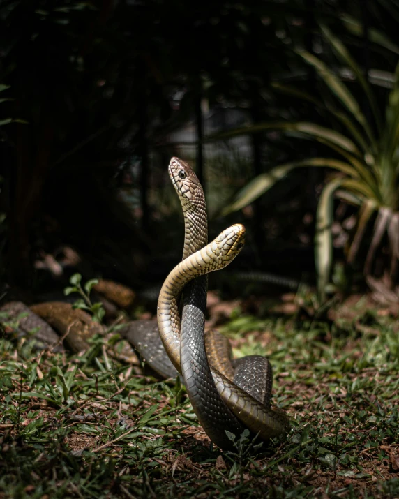 a large snake in a grassy field