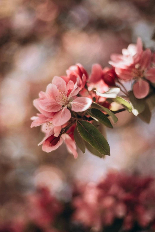 an old image of flowering pink flowers