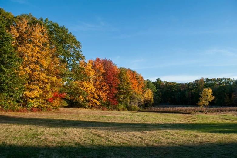 a green grassy field with lots of trees in the background