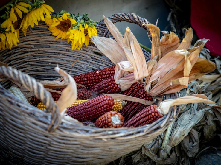 a wicker basket holding corn on a table