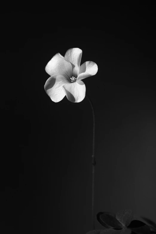 a single white orchid flower sitting in black and white