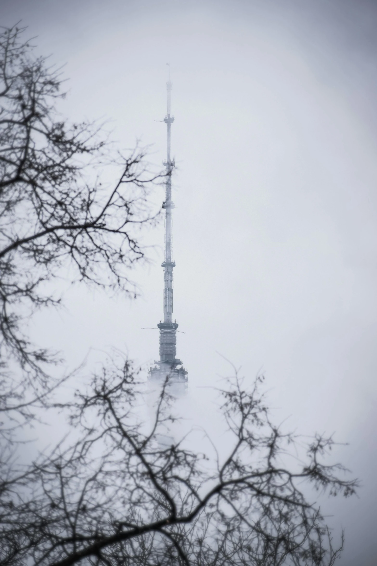 the view from behind the tree of the top of a skyscr