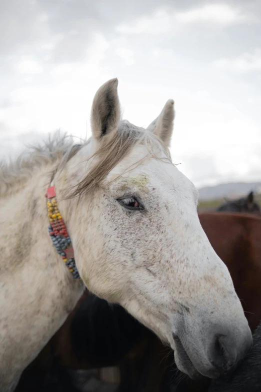 three horses standing together, all with a blurry background