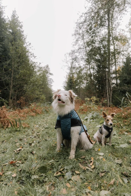 two dogs are walking through the grass and trees