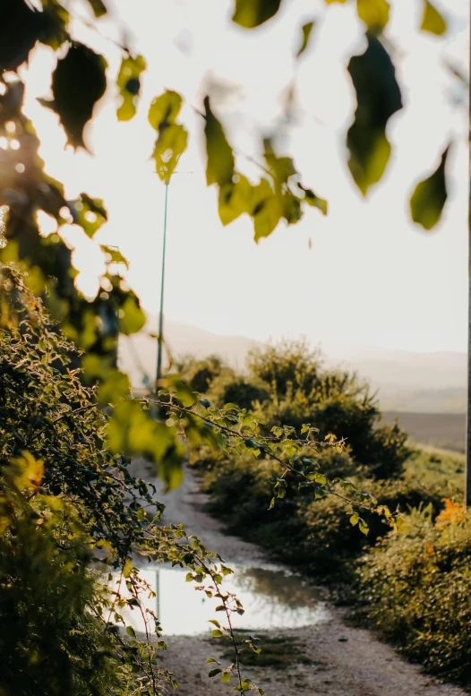 the view of a paved dirt road through some bushes