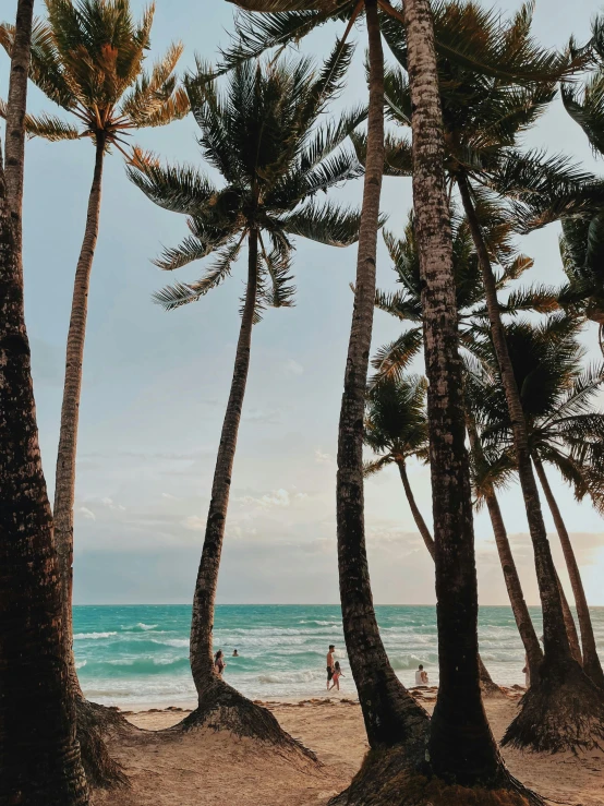 a group of trees with people in the water behind them