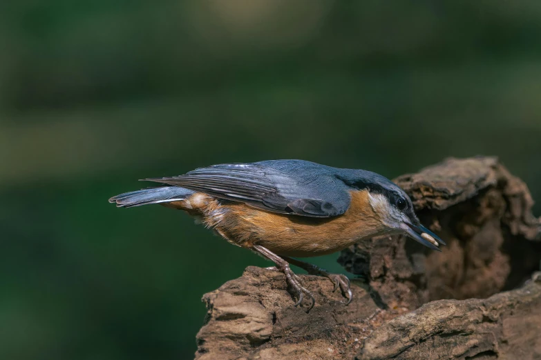 a small blue bird sitting on top of a tree nch