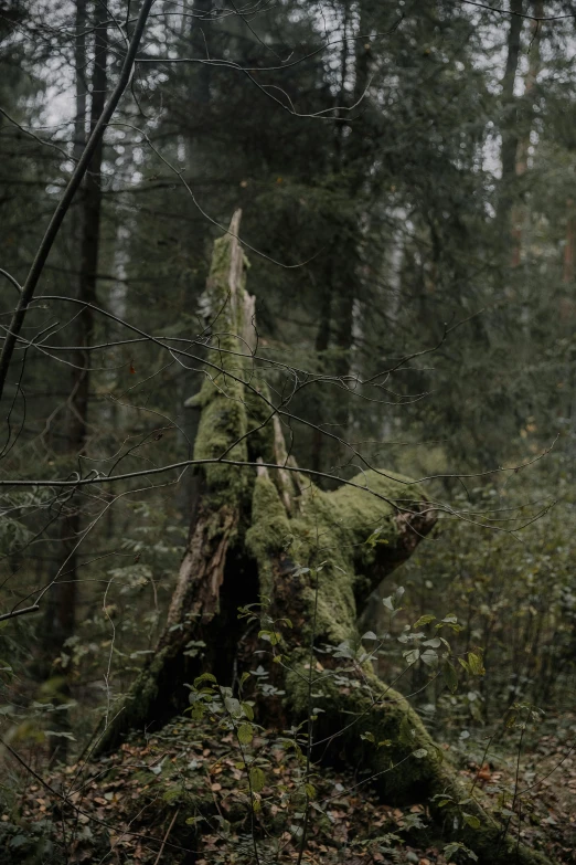 a large tree stump sitting in the middle of a forest