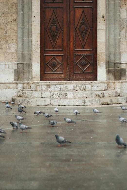 a group of pigeons walking past a door