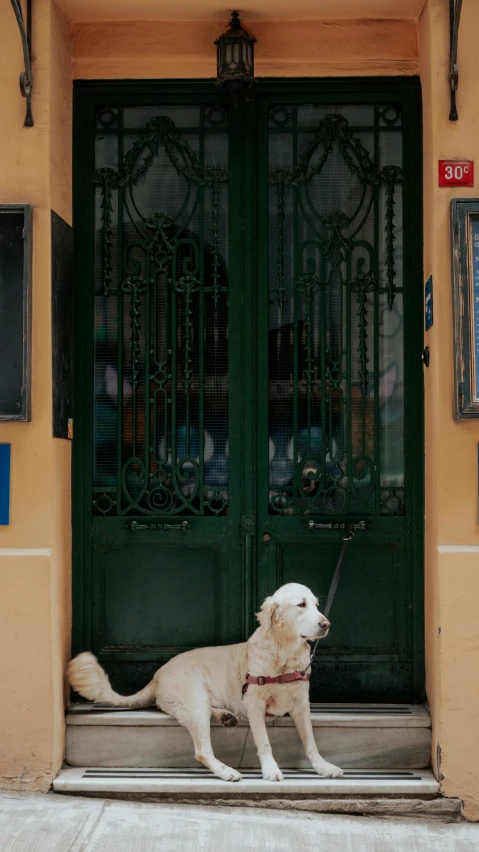 white dog with leash on front entrance to building