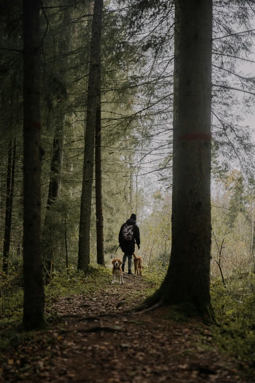 a man hiking with two dogs on a trail through a forest