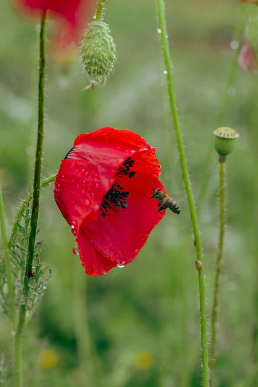 an open field of watermelon flowers with flies