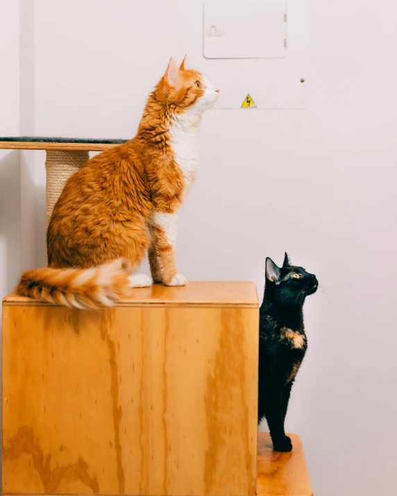 an orange cat is sitting on top of the cabinet and looking at another black cat