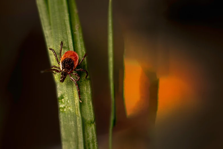 a bug that is standing on top of a piece of grass