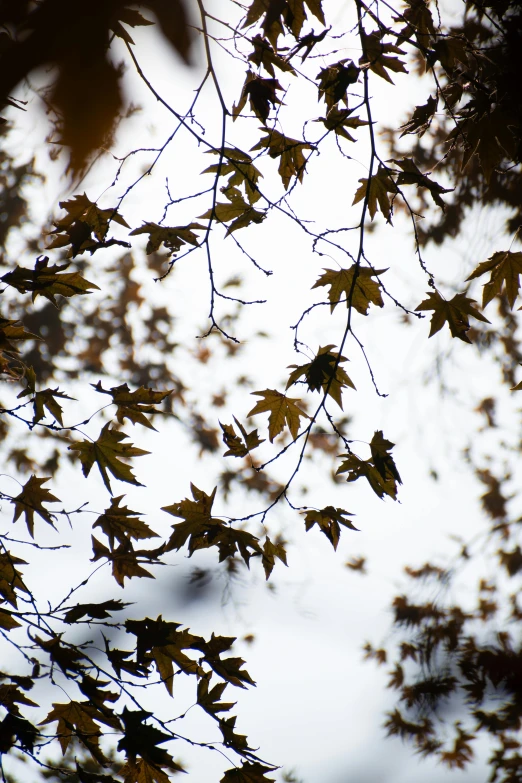 a leafy tree that is next to some water