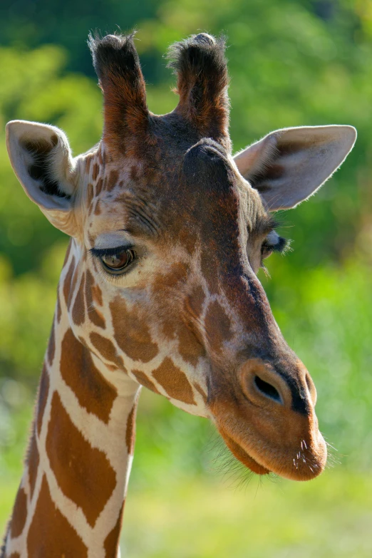 the head of a giraffe in the wild with green background