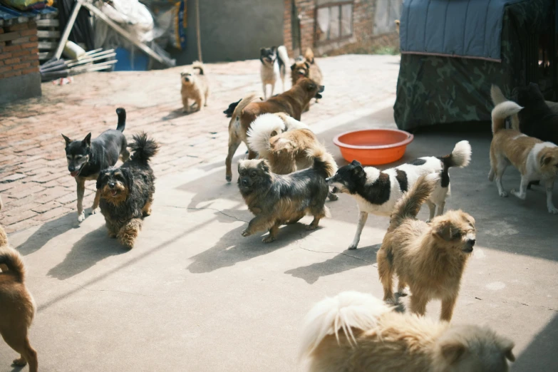 a group of dogs looking at each other with a bowl nearby