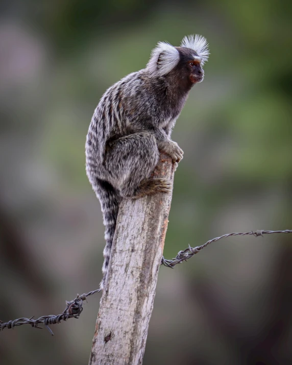 a small, furry animal is standing on top of a nch