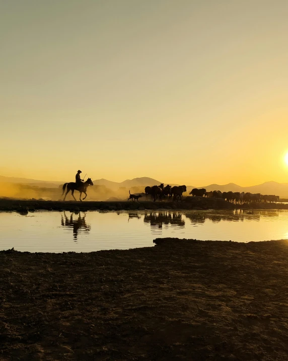 horses and riders walk past water at sunset