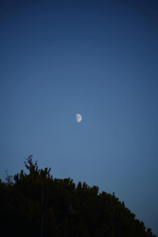 an moon in the blue sky above some trees