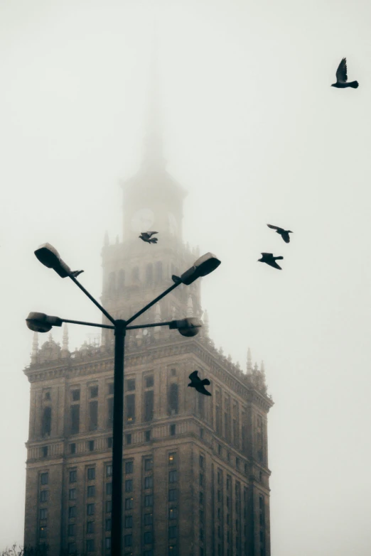 flocks of birds flying around in front of the big ben clock tower