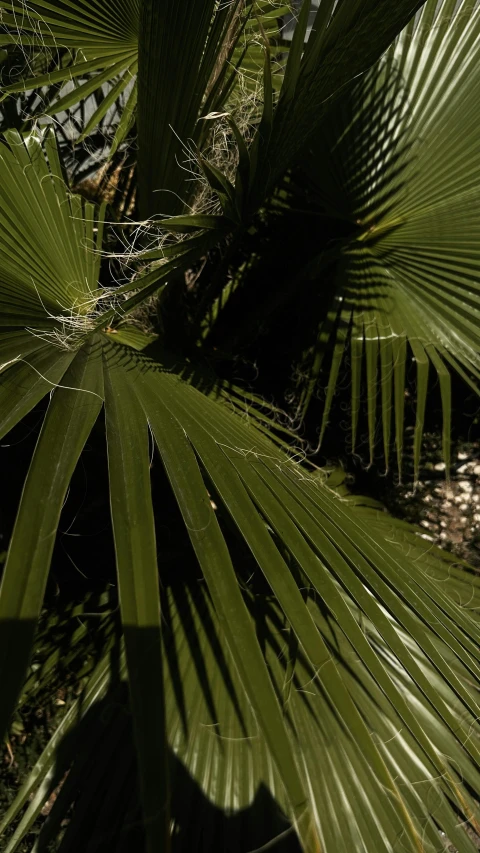 closeup of palm leaves in the sun