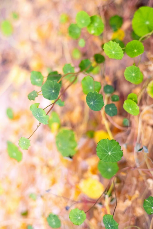 a bunch of green plants growing by itself