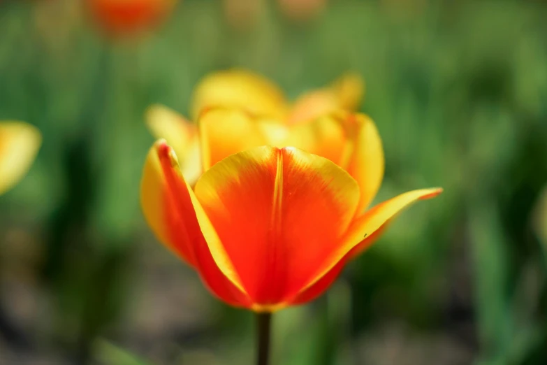 a close - up of a yellow and red flower