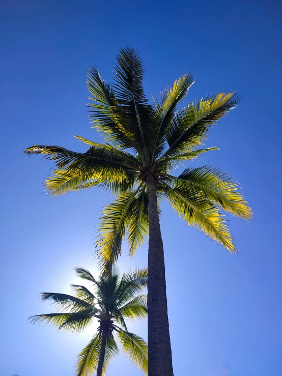 a palm tree sitting next to the sun on a sunny day