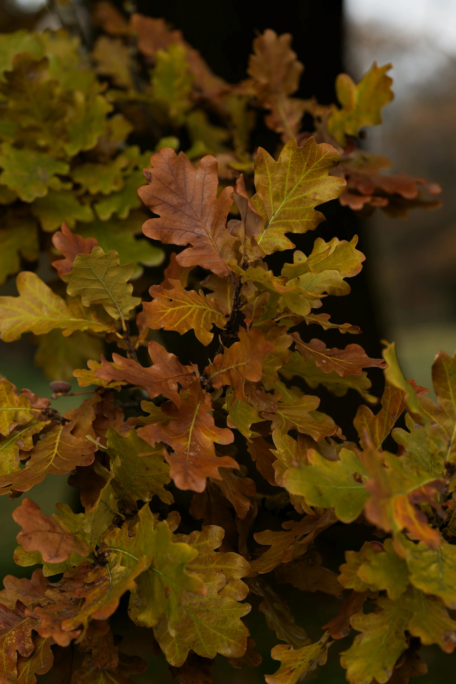 a small tree with lots of leaf on it