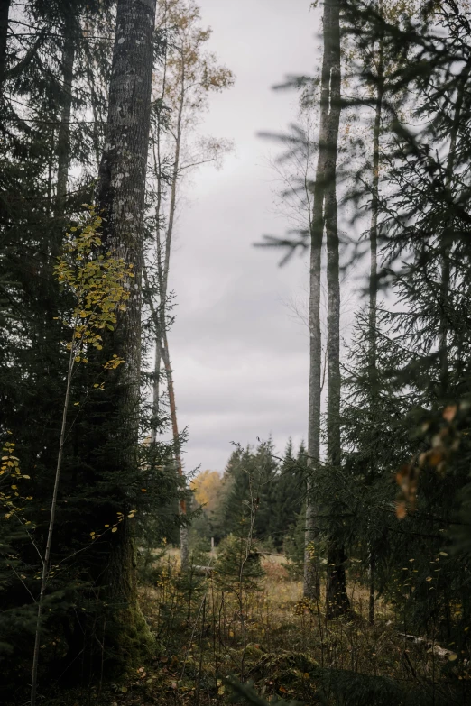 some very big tall pine trees in a forest