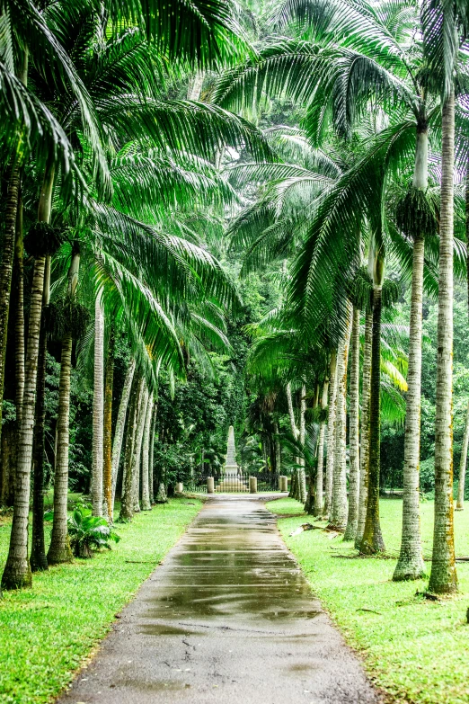 a path through a line of palm trees lined with grass