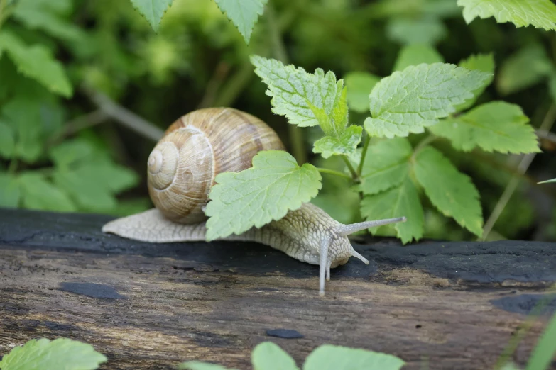 a small snail crawling on top of a log