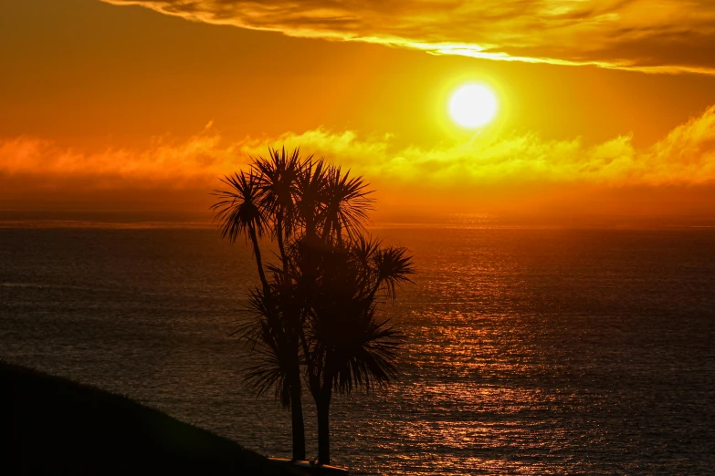 a tree stands in front of a sunset