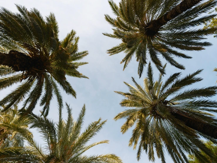 a group of palm trees are shown up in the sky