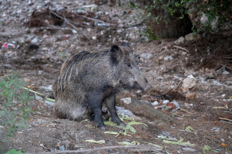 a wild boar standing on top of a dirt and grass field