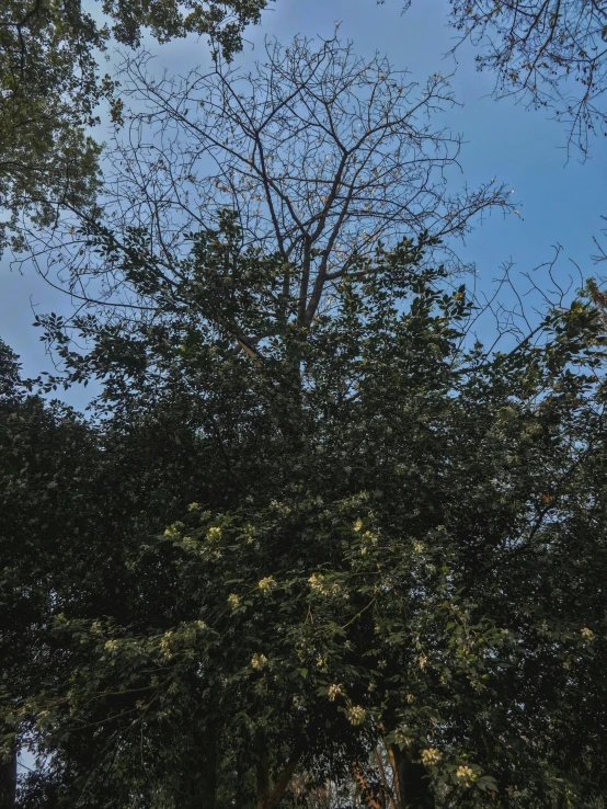 a tall tree sitting under a bright blue sky